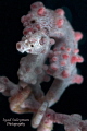   Lovely Couple Pygmy Seahorses  